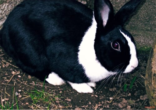 thumper the rabbit