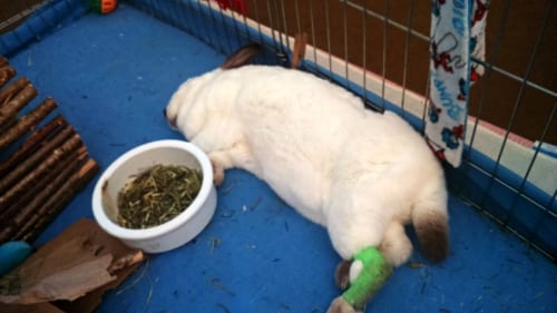 speedy the house rabbit sleeping