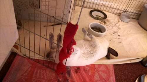speedy sleeping with his feet up