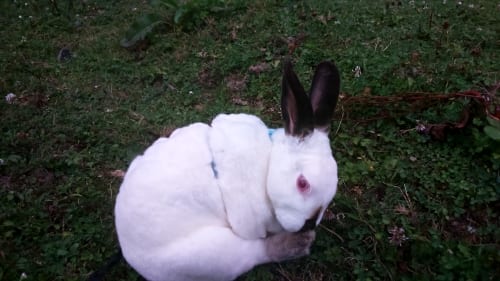speedy the rabbit grooming himslef
