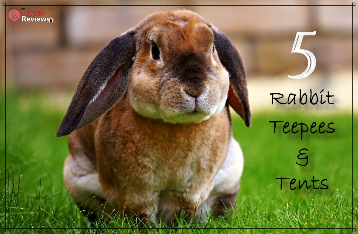 pet teepees and tents featured
