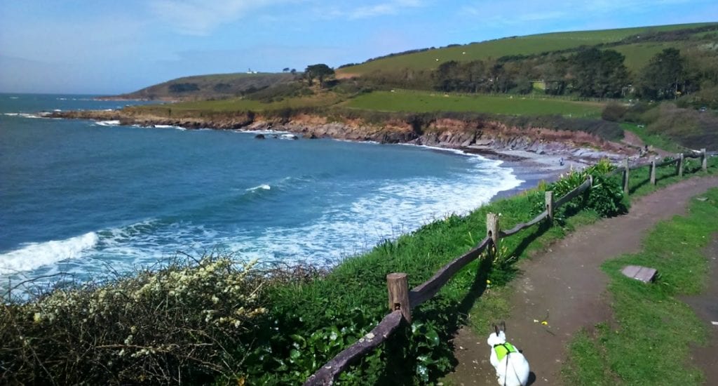 rabbit at the seaside