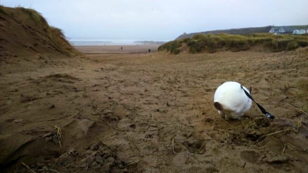 rabbit with leash in the sand