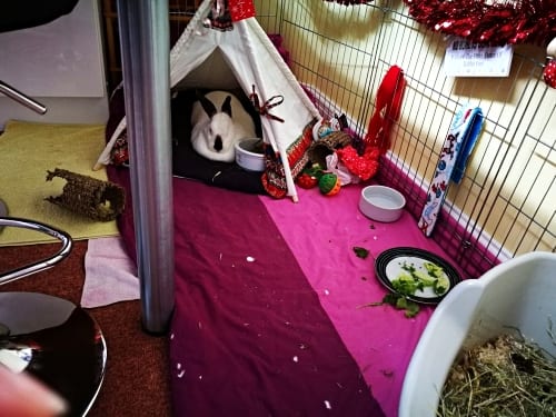speedy the rabbit in a pet teepee