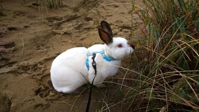 rabbit with h harness