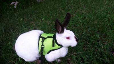rabbit with vest harness