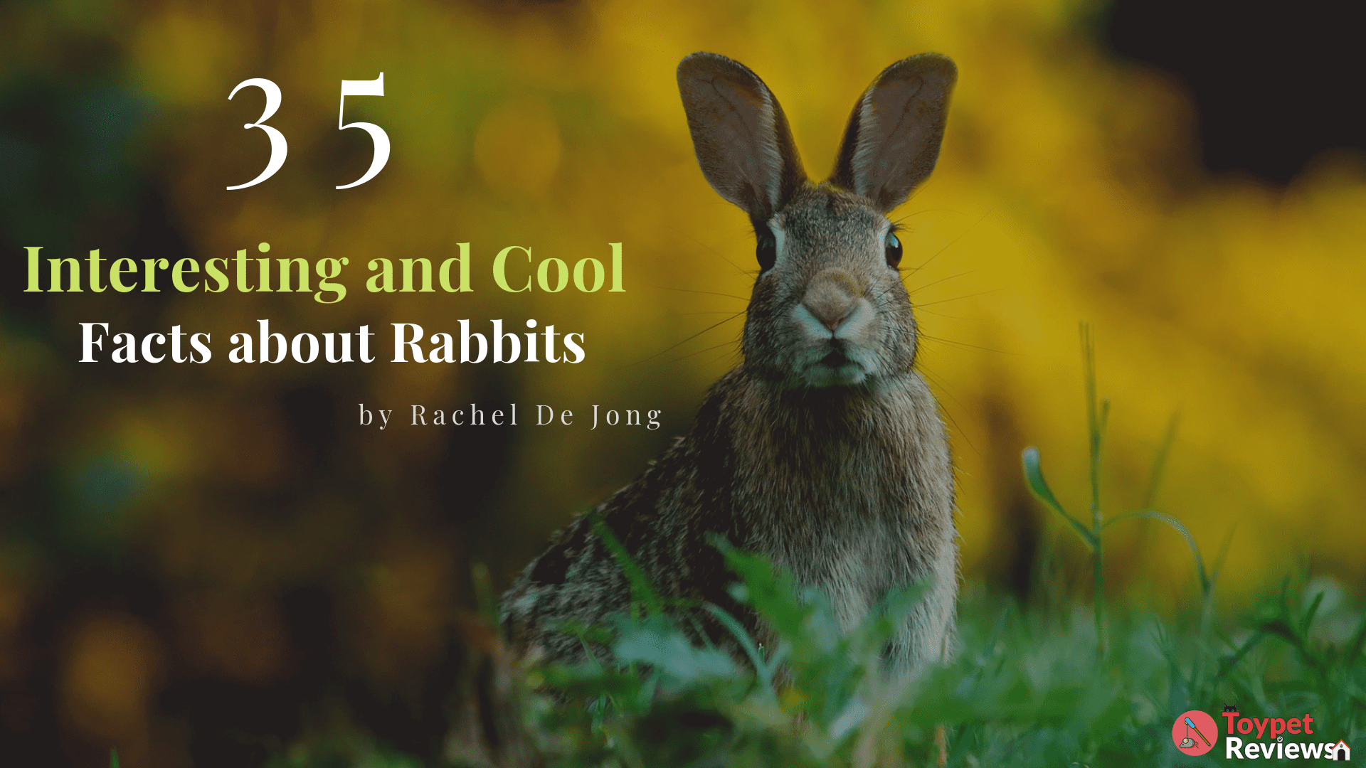 interesting facts about rabbits featured with rabbit in the center