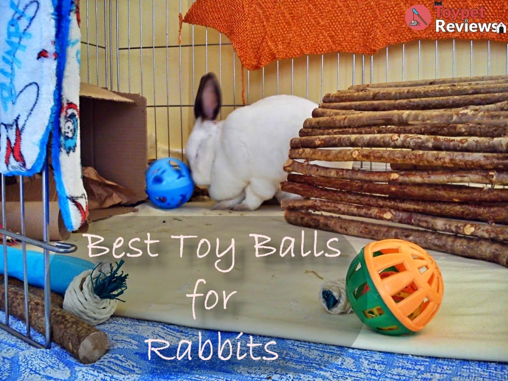 rabbit with toy balls featured