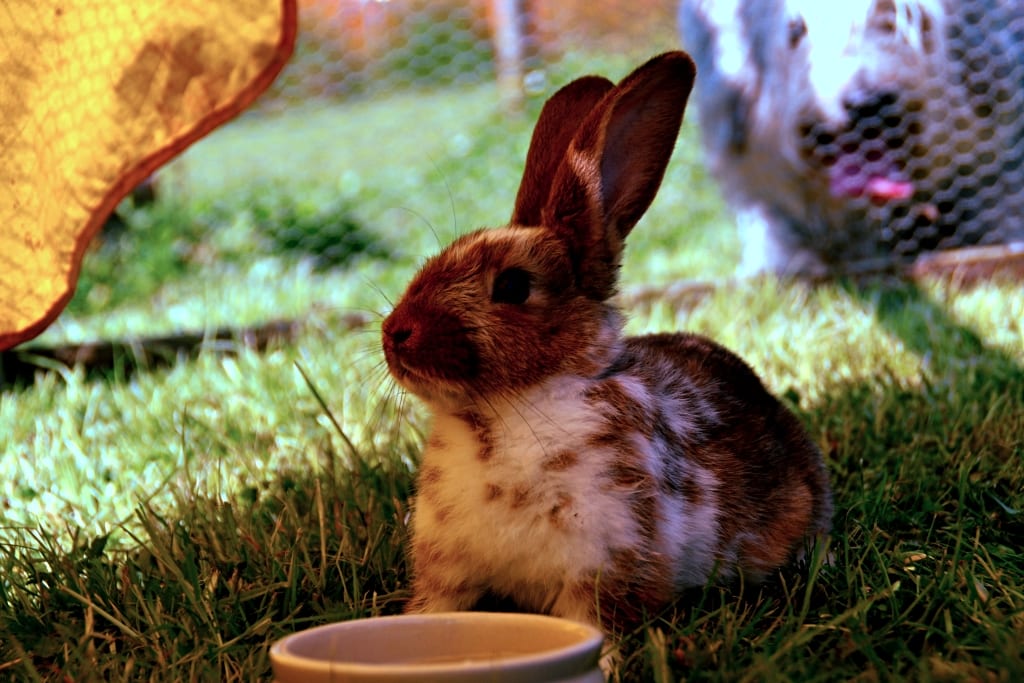 best pet carrier featured