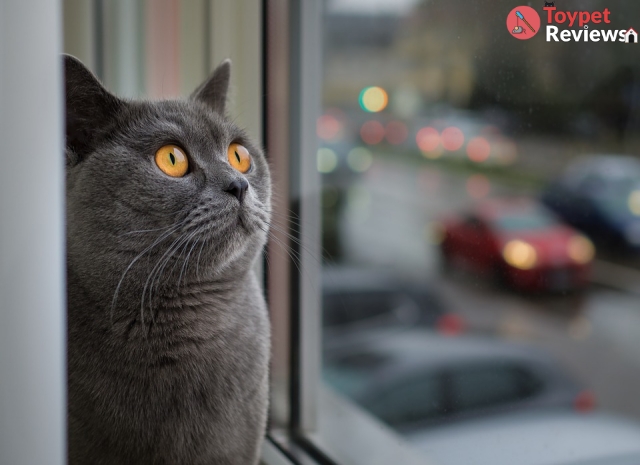 cat gazing out window