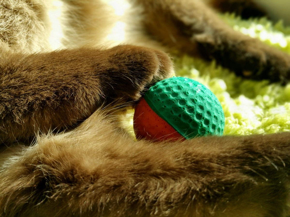 cat puzzles featured images