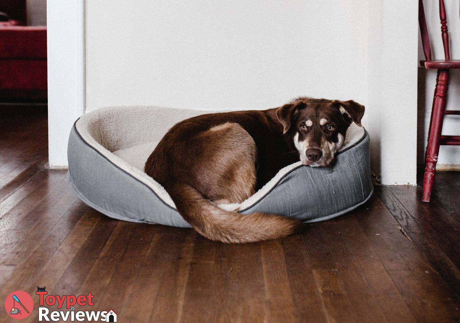 dog sleeping in the best dog beds