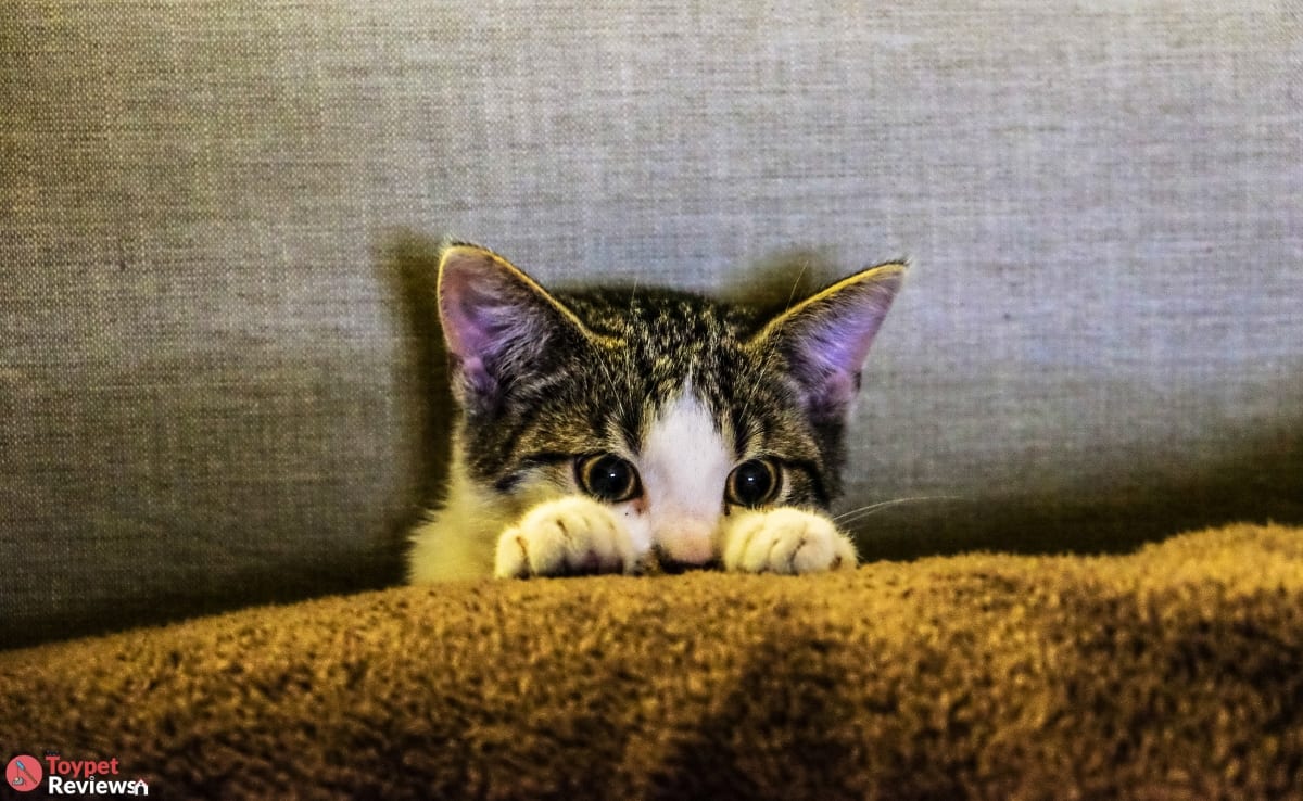 fourth of july cat safety featured