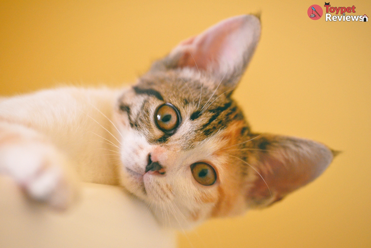 tabby cat looking at you