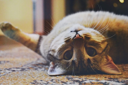 upside down cat 