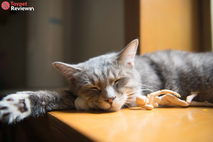 cat with humanoid toy sleeping