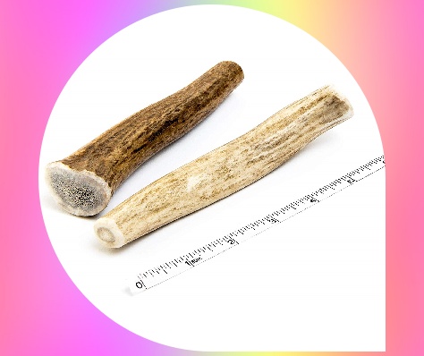 Elk antler dog chew toy