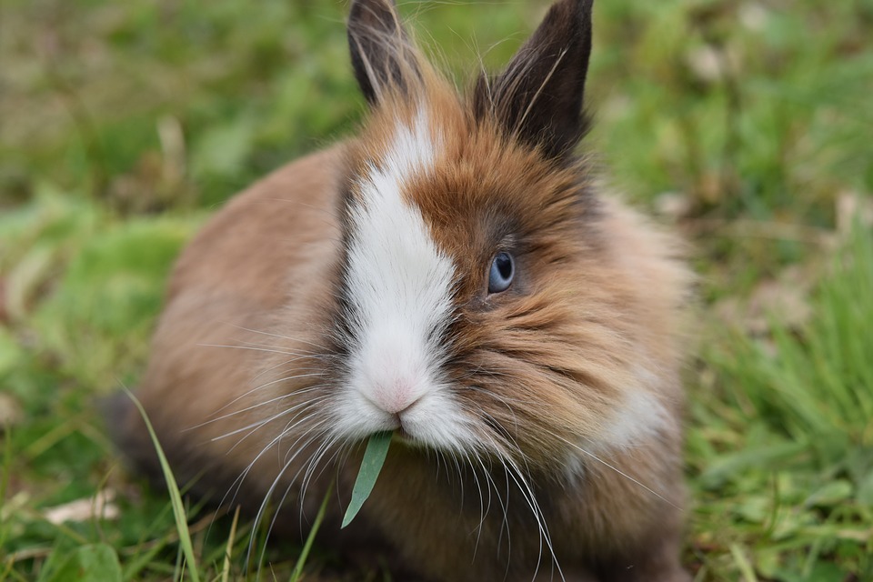 rabbit eating grass