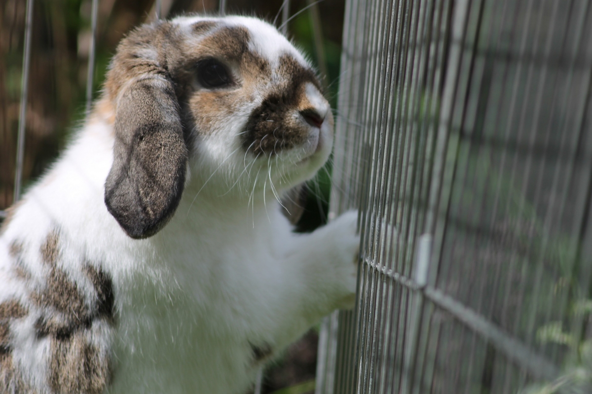 rabbit enclosures featured