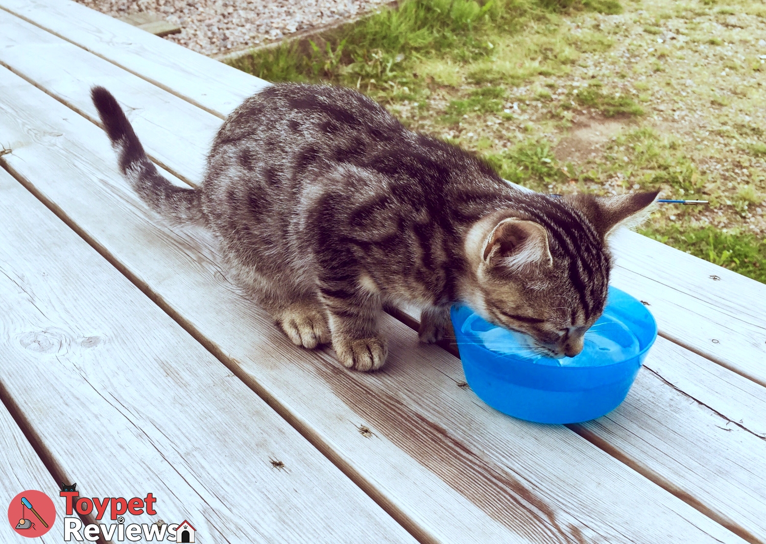 cat drinking water out of water bowl