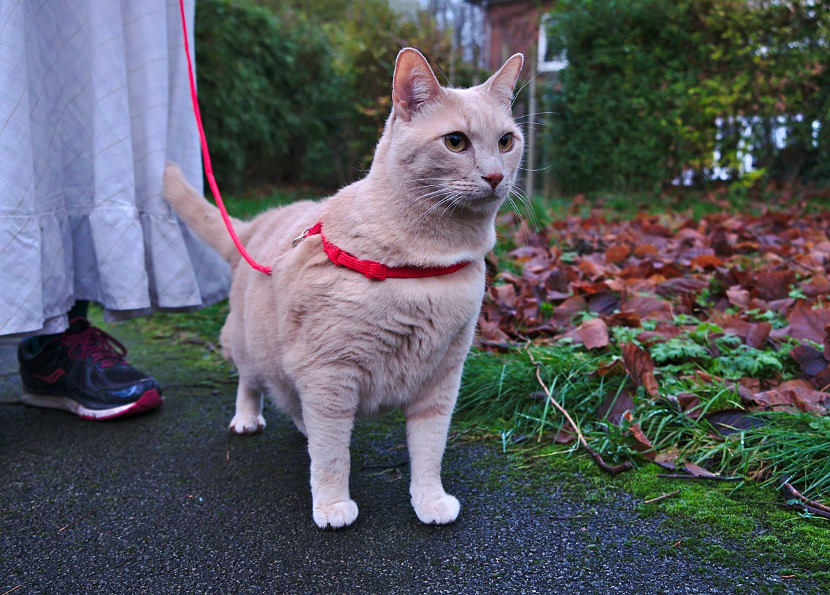 cat wearing best cat harness