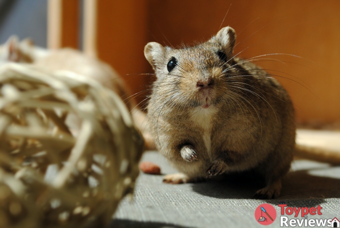 hamster besides best chew toys for hamsters ball
