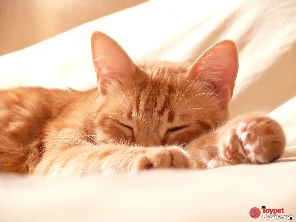 red cat sleeping