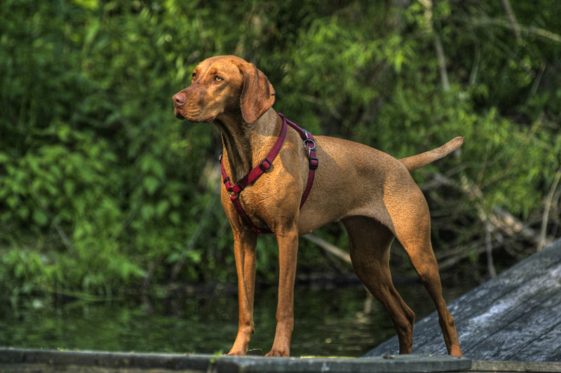 viszla dog wearing red best dog harness