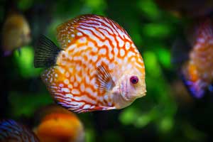 Best Aquarium Canister Filter