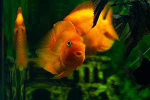 Best Aquarium Filter Large Tanks