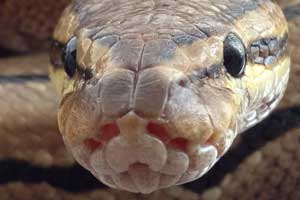 Best Ball Python Enclosure