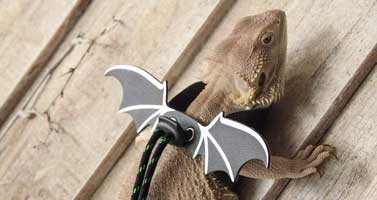 Best Bearded Dragon Accessories