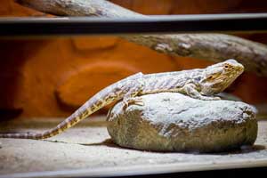 Best Bearded Dragon Enclosure