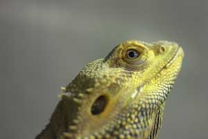 Best Bearded Dragon Hammock