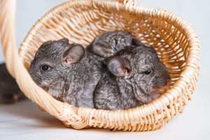 Best Bedding for Chinchillas