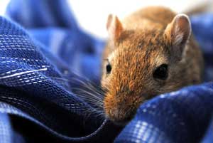 Best Bedding Gerbils