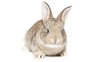 Best Brush for Rabbits