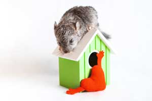 Best Chinchilla Cages