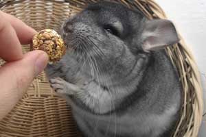 Best Chinchilla Food