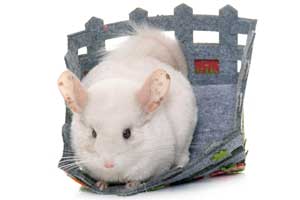 Best Chinchilla Hammocks