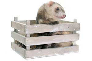 best ferret cages