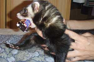 Best Ferret Food