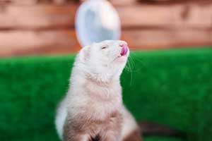 Best Ferret Litter