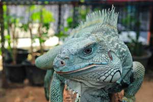 Best Food for Iguanas