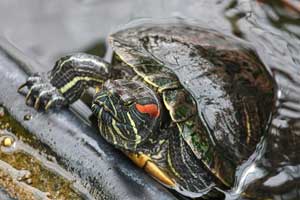 Best Food for Red Eared Slider