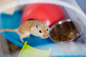 Best Gerbil Cages