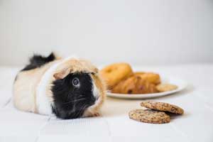 Best Guinea Pig Food