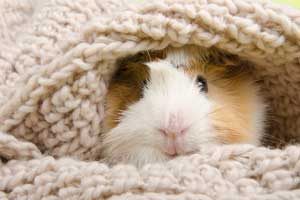 Best Guinea Pig Grooming Products