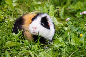Best Guinea Pig Shampoo