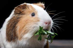 Best Guinea Pig Treats